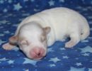 santana3 cotondetulearpuppyforsalew1