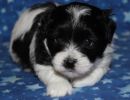 slade1 cotondetulearpuppyforsalew4