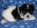 slade2 cotondetulearpuppyforsalew1