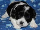 slade2 cotondetulearpuppyforsalew3