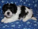 slade3 cotondetulearpuppyforsalew1
