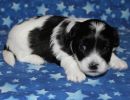 slade3 cotondetulearpuppyforsalew3