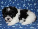 slade3 cotondetulearpuppyforsalew6