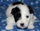 sapphire1 cotondetulearpuppyforsalew3