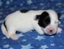 sapphire2 cotondetulearpuppyforsalew1