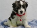 sarah1 coton de tulear puppy for sale w.5