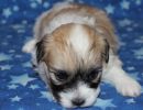 sassy1 cotondetulearpuppyforsalew3