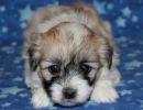 sassy1 cotondetulearpuppyforsalew4