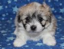 sassy1 cotondetulearpuppyforsalew5