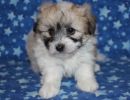 sassy1 cotondetulearpuppyforsalew6