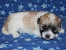 sassy2 cotondetulearpuppyforsalew3