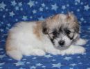 sassy2 cotondetulearpuppyforsalew5
