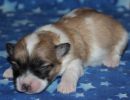 sassy3 cotondetulearpuppyforsalew1