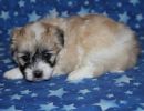 sassy3 cotondetulearpuppyforsalew4