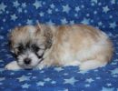 sassy3 cotondetulearpuppyforsalew5