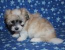 sassy3 cotondetulearpuppyforsalew6