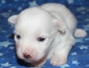 saul1 cotondetulearpuppyforsalew2
