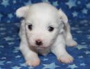 saul1 cotondetulearpuppyforsalew3