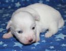 saul3 cotondetulearpuppyforsalew2