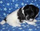 sawyer1 coton de tulear puppy for sale w4