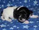 sawyer2 coton de tulear puppy for sale w1