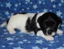sawyer2 coton de tulear puppy for sale w2