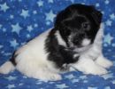 sawyer2 coton de tulear puppy for sale w4