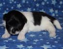 sawyer3 coton de tulear puppy for sale w2