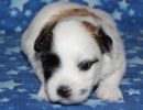 sebastian1 cotondetulearpuppyforsalew3