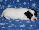 sequoia2 coton de tulear puppy for sale w2