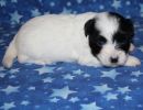 sequoia2 coton de tulear puppy for sale w3