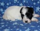 sequoia2 coton de tulear puppy for sale w4