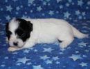 sequoia3 coton de tulear puppy for sale w3