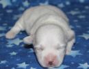 serenity1 coton de tulear puppy for sale w1