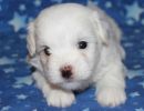 serenity1 coton de tulear puppy for sale w4