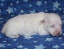 serenity2 coton de tulear puppy for sale w1