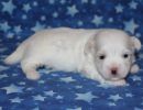 serenity2 coton de tulear puppy for sale w2