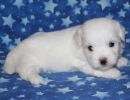 serenity2 coton de tulear puppy for sale w4