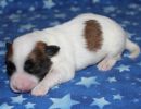sheldon3 cotondetulearpuppyforsalew1