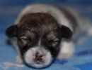 shiloh1 cotondetulearpuppyforsalew2