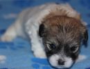 shiloh1 cotondetulearpuppyforsalew3
