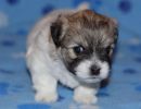 shiloh1 cotondetulearpuppyforsalew4