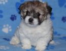shiloh1 cotondetulearpuppyforsalew5