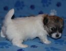 shiloh2 cotondetulearpuppyforsalew1