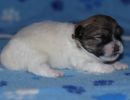 shiloh2 cotondetulearpuppyforsalew2