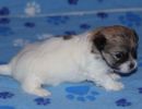 shiloh2 cotondetulearpuppyforsalew3