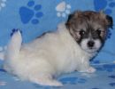 shiloh2 cotondetulearpuppyforsalew5