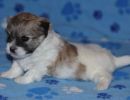 shiloh3 cotondetulearpuppyforsalew1