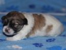 shiloh3 cotondetulearpuppyforsalew2