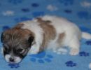 shiloh3 cotondetulearpuppyforsalew3